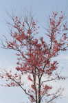 Red maple